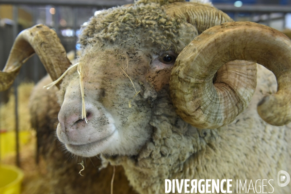 Paris Salon de l Agriculture 2015 : les coulisses à la veille de l ouverture