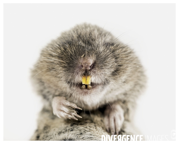 Rat Taupier