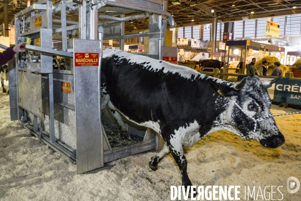 Les coulisses du Salon de l Agriculture #4 - Produit Animal
