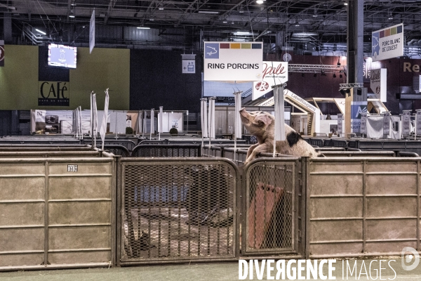 Les coulisses du Salon de l Agriculture #4 - Produit Animal