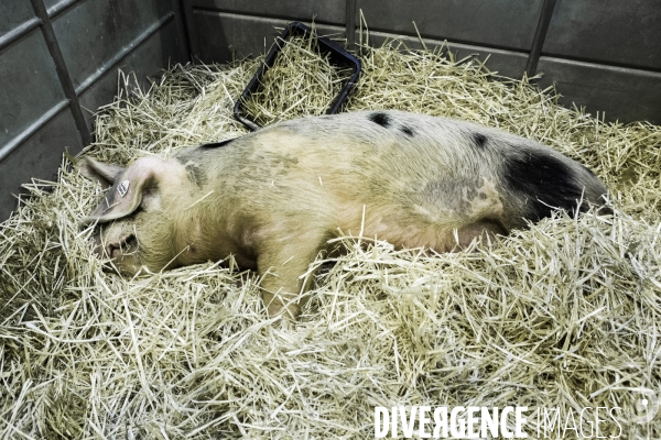 Les coulisses du Salon de l Agriculture #4 - Produit Animal