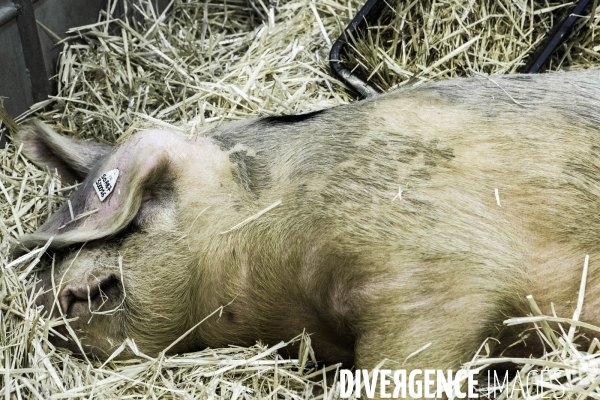 Les coulisses du Salon de l Agriculture #4 - Produit Animal