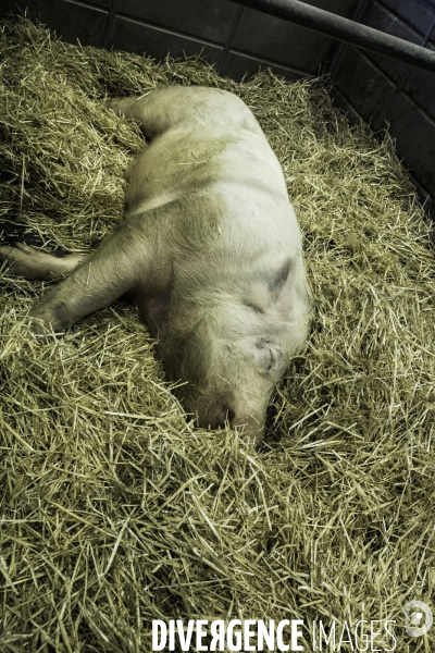 Les coulisses du Salon de l Agriculture #4 - Produit Animal