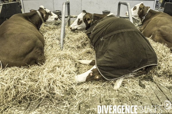 Les coulisses du Salon de l Agriculture #4 - Produit Animal