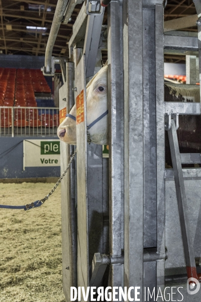 Les coulisses du Salon de l Agriculture #4 - Produit Animal