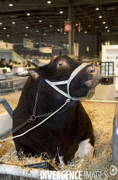 Salon de l Agriculture à Paris. Agricultural show in Paris.