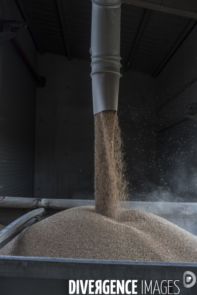 Filiere de l exploitation et exportation du ble et cereales, dans la region de rouen.
