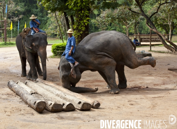 Chiang mai/thailande