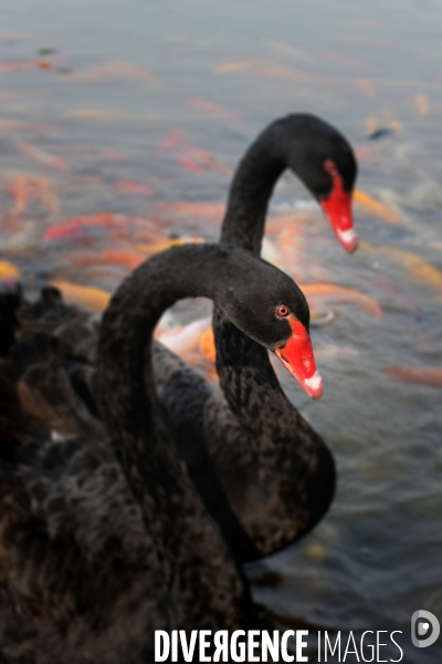 Cygnes noirs et carpes koï en Chine