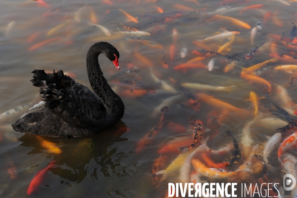 Cygnes noirs et carpes koï en Chine