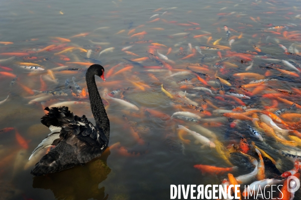 Cygnes noirs et carpes koï en Chine