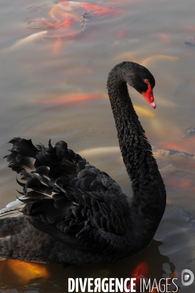 Cygnes noirs et carpes koï en Chine