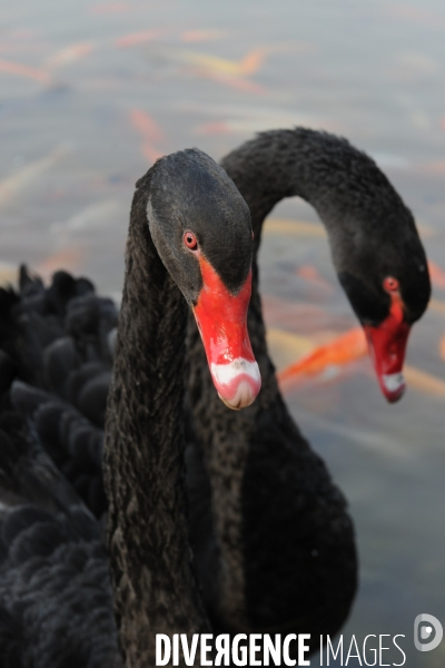 Cygnes noirs et carpes koï en Chine