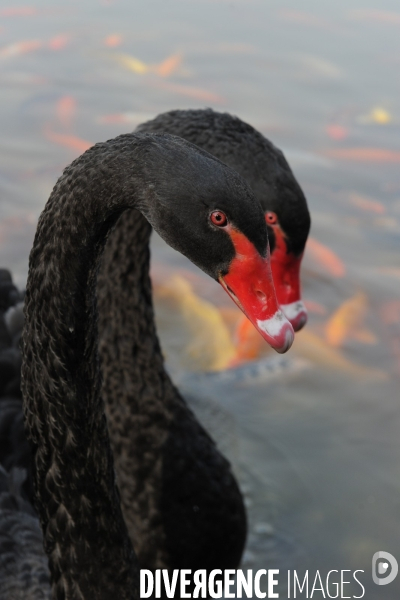 Cygnes noirs et carpes koï en Chine