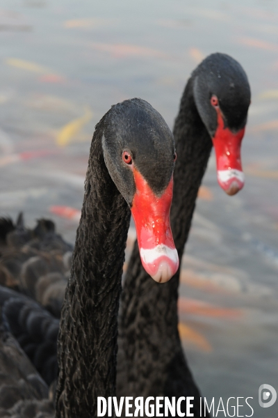 Cygnes noirs et carpes koï en Chine