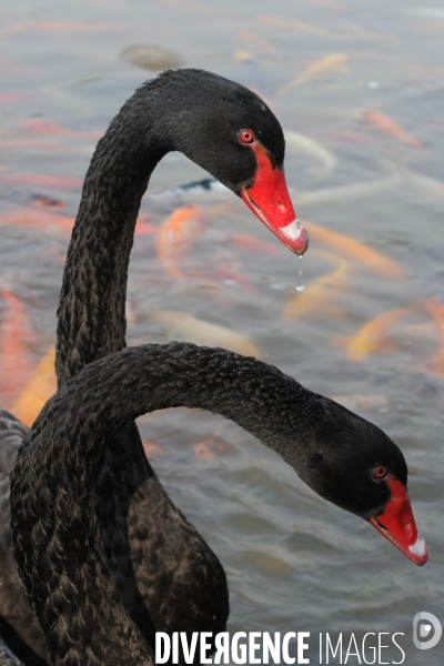 Cygnes noirs et carpes koï en Chine