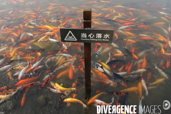 Cygnes noirs et carpes koï en Chine