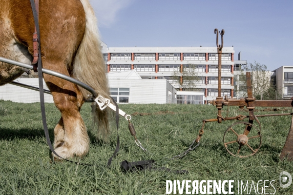 Labour sur le campus de Villetaneuse avec les Bergers Urbains