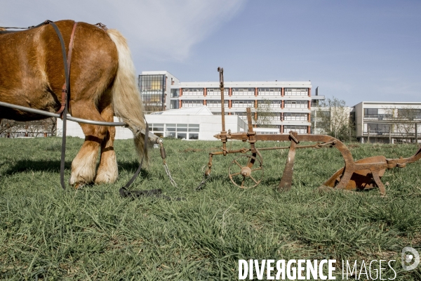 Labour sur le campus de Villetaneuse avec les Bergers Urbains