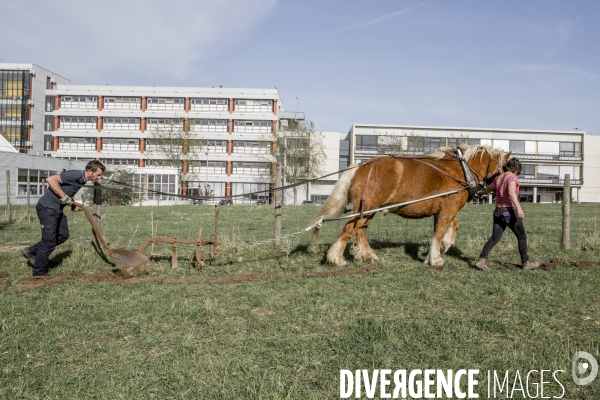 Labour sur le campus de Villetaneuse avec les Bergers Urbains