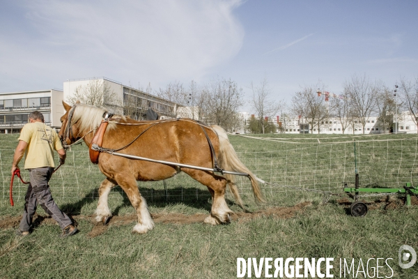 Labour sur le campus de Villetaneuse avec les Bergers Urbains