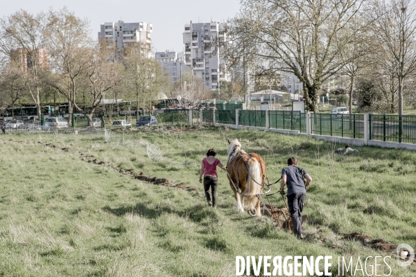 Labour sur le campus de Villetaneuse avec les Bergers Urbains