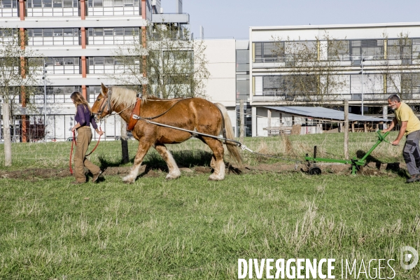 Labour sur le campus de Villetaneuse avec les Bergers Urbains