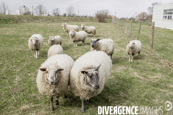 Les Moutons de Bergers Urbains #1