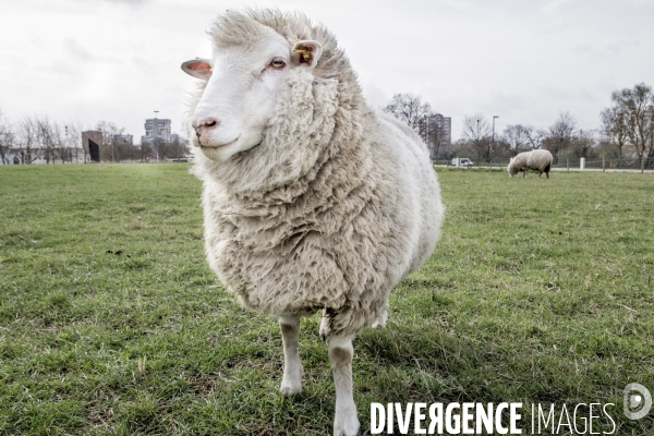 Les Moutons de Bergers Urbains #1