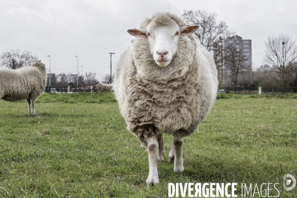 Les Moutons de Bergers Urbains #1