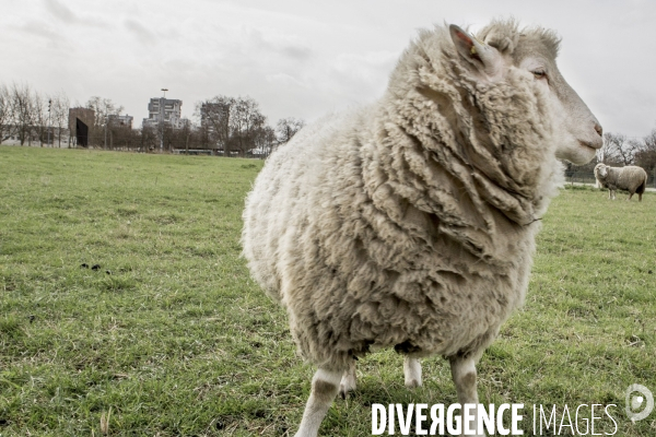 Les Moutons de Bergers Urbains #1