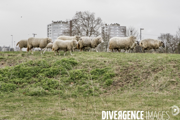 Les Moutons de Bergers Urbains #1