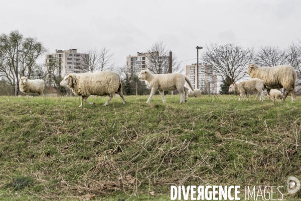 Les Moutons de Bergers Urbains #1