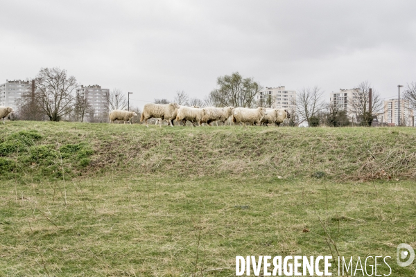 Les Moutons de Bergers Urbains #1