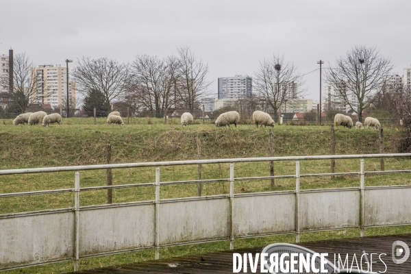 Les Moutons de Bergers Urbains #1