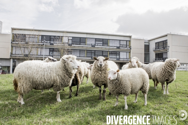 Les Moutons de Bergers Urbains #1