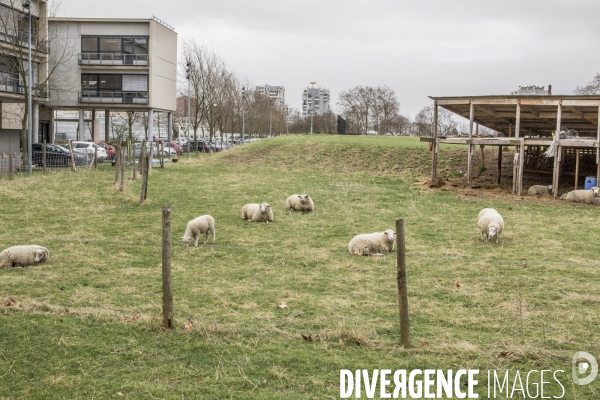 Les Moutons de Bergers Urbains #1