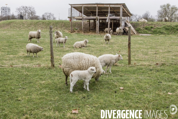 Les Moutons de Bergers Urbains #1