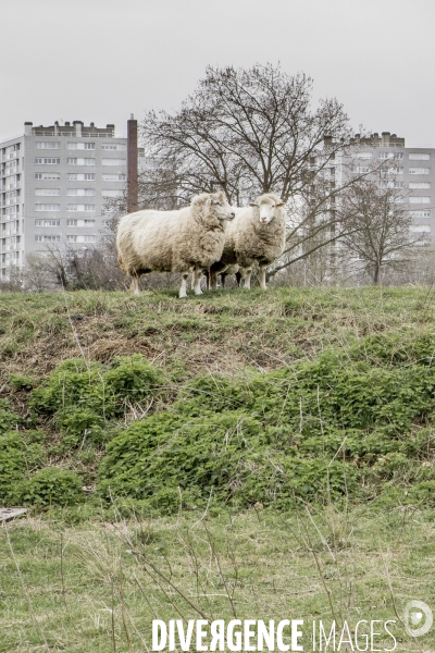 Les Moutons de Bergers Urbains #1