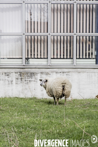 Les Moutons de Bergers Urbains #1