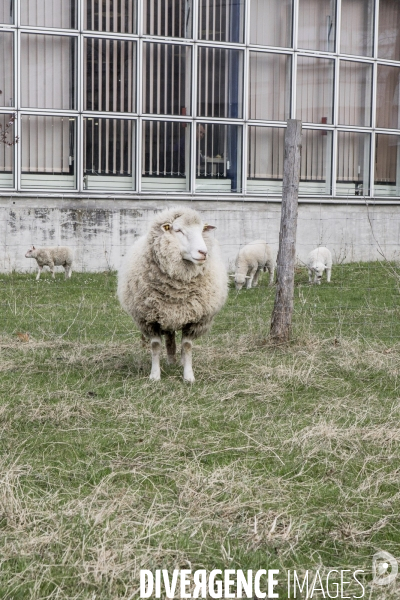 Les Moutons de Bergers Urbains #1