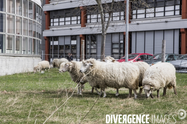 Les Moutons de Bergers Urbains #1