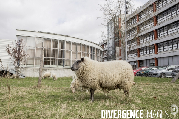 Les Moutons de Bergers Urbains #1