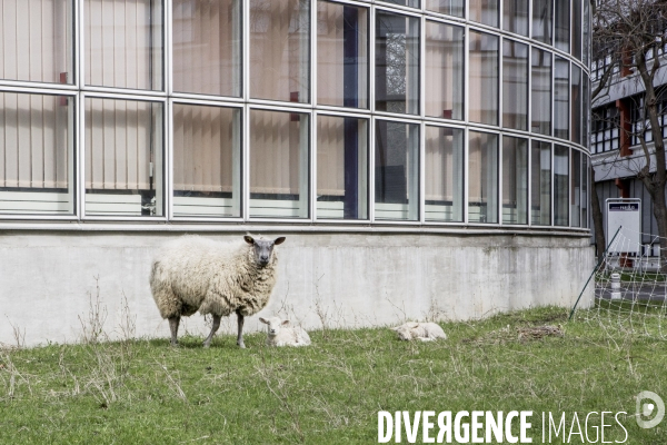 Les Moutons de Bergers Urbains #1