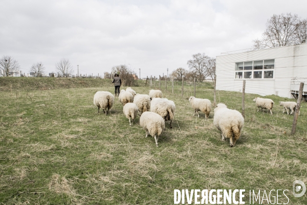 Les Moutons de Bergers Urbains #1