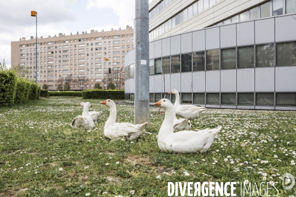 Nanterre, son Universite, ses Oies et...ses Moutons