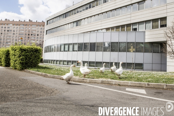 Nanterre, son Universite, ses Oies et...ses Moutons