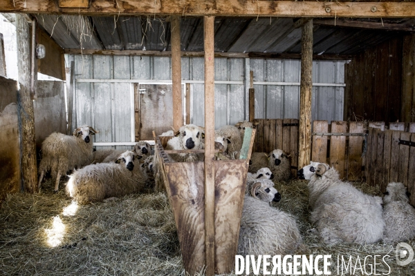 Nanterre, son Universite, ses Oies et...ses Moutons