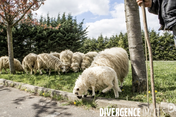 Nanterre, son Universite, ses Oies et...ses Moutons