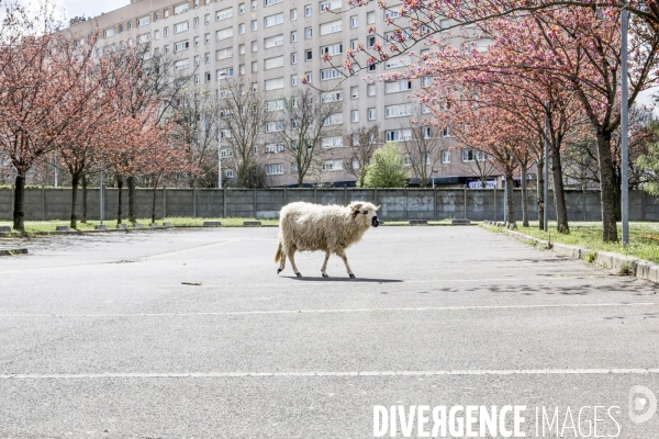 Nanterre, son Universite, ses Oies et...ses Moutons